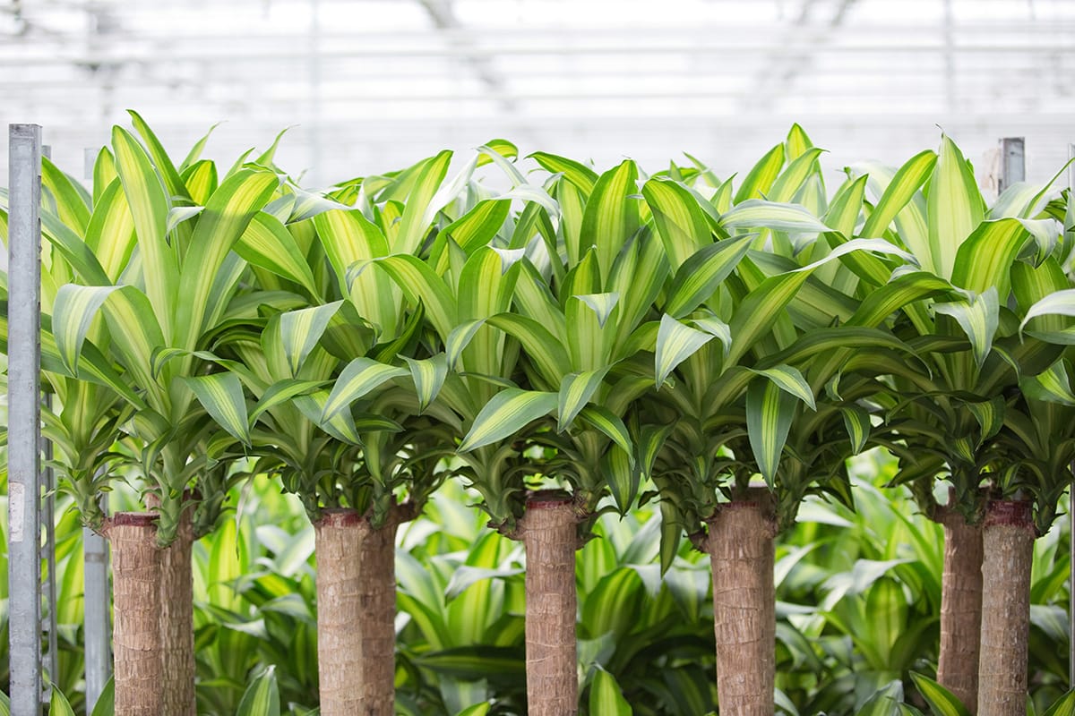 Herfst en trends in planten