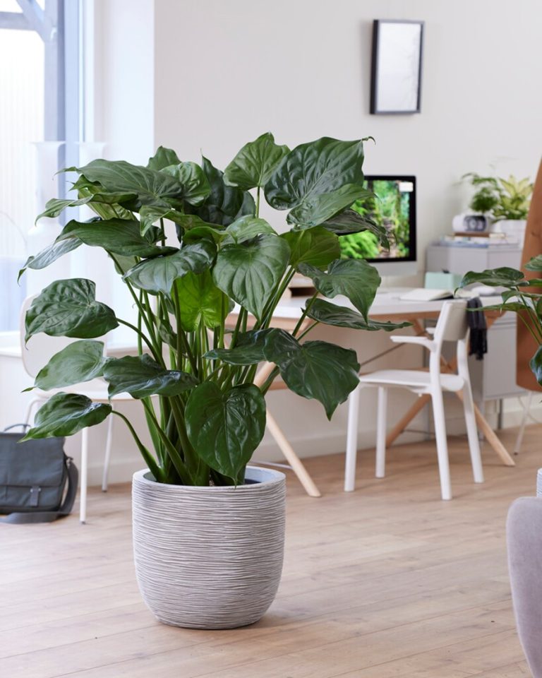 Alocasia