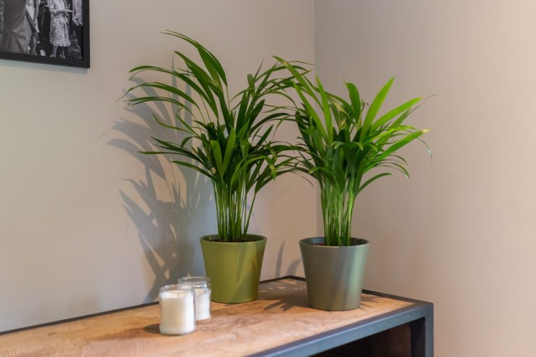 Areca