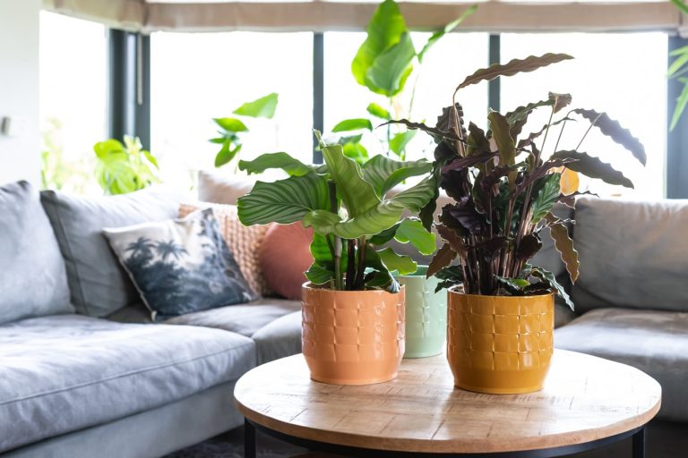 Calathea
