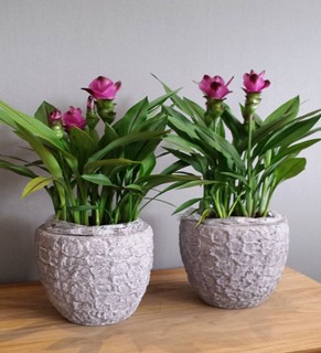 Curcuma