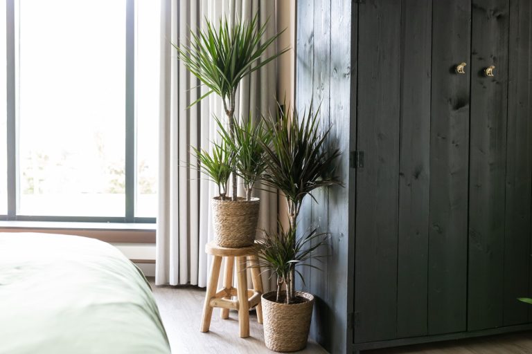 Dracaena