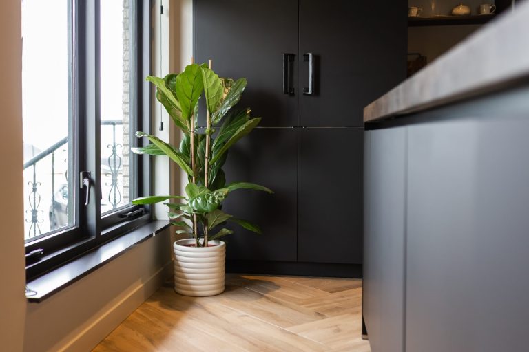 Ficus