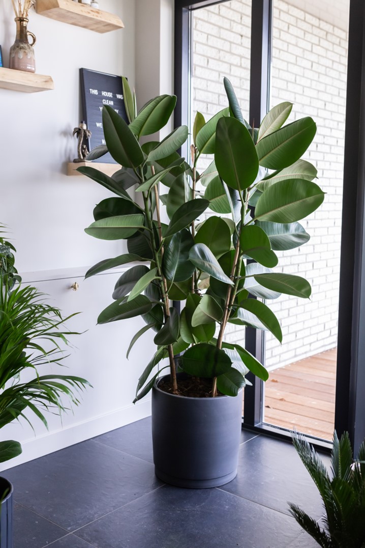 Ficus