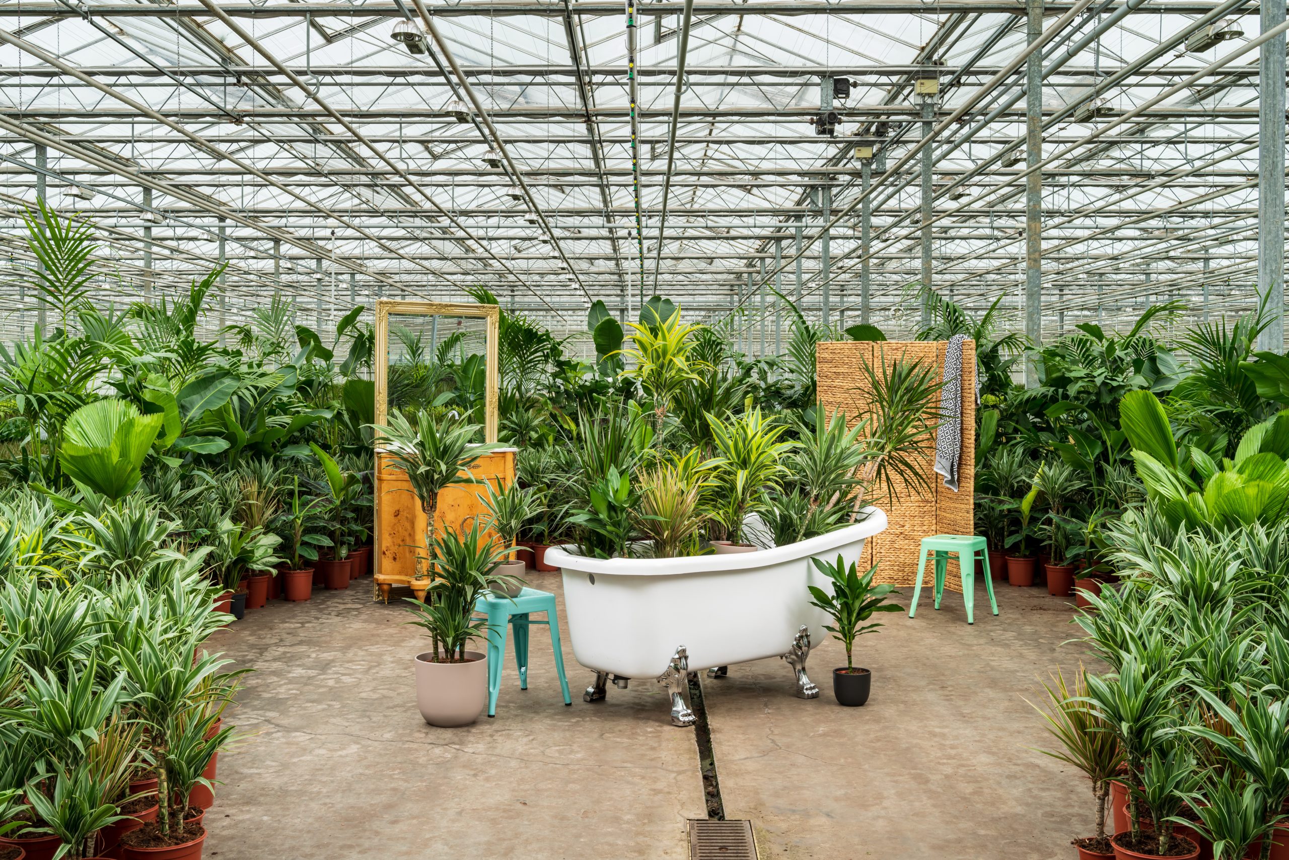 Forever Plants assortiment