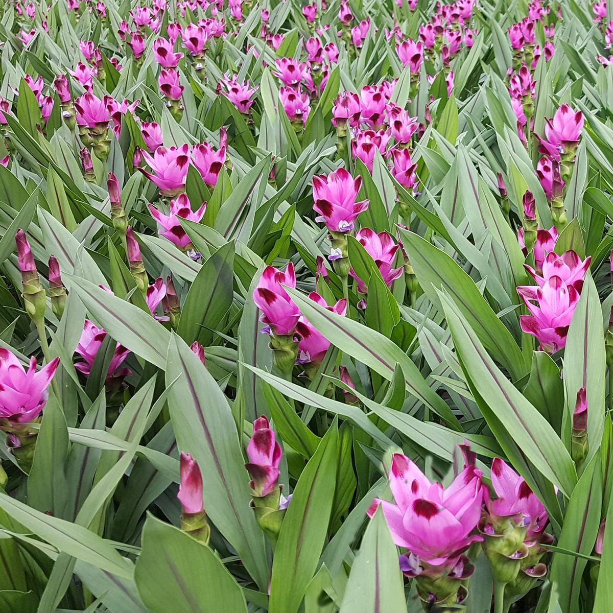 Curcuma