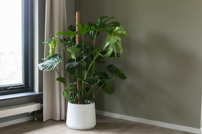 Monstera