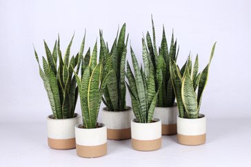 Sansevieria