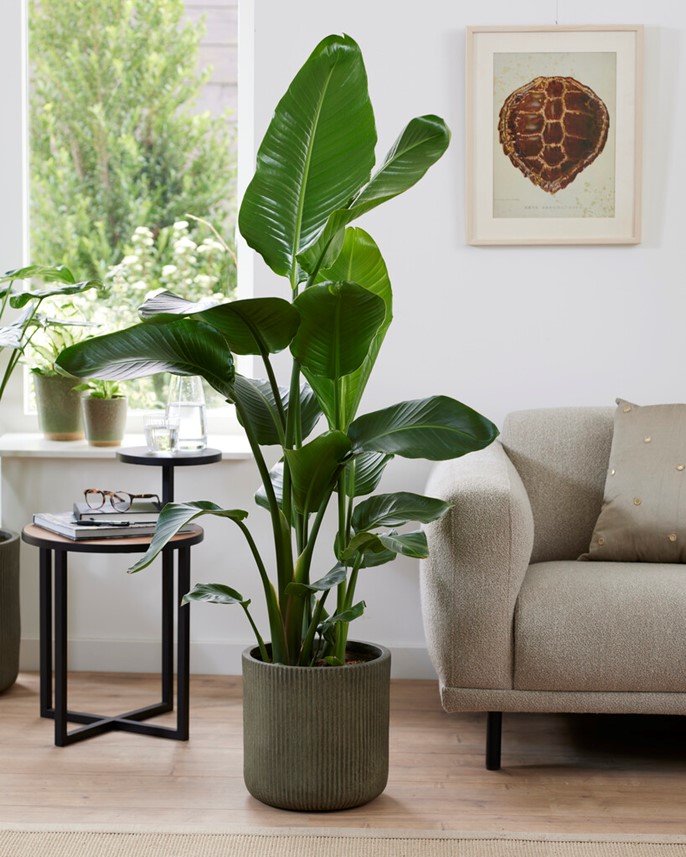 Strelitzia