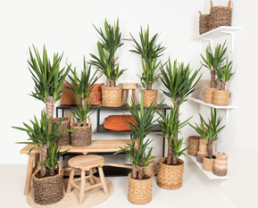 Yucca