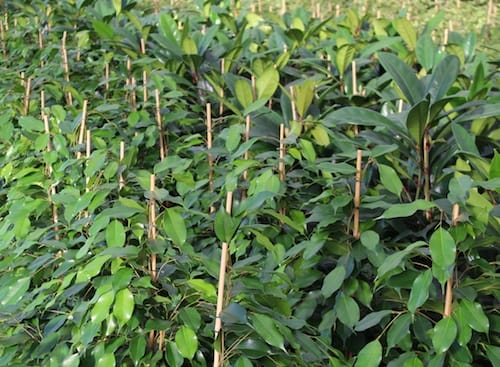 Ficus
