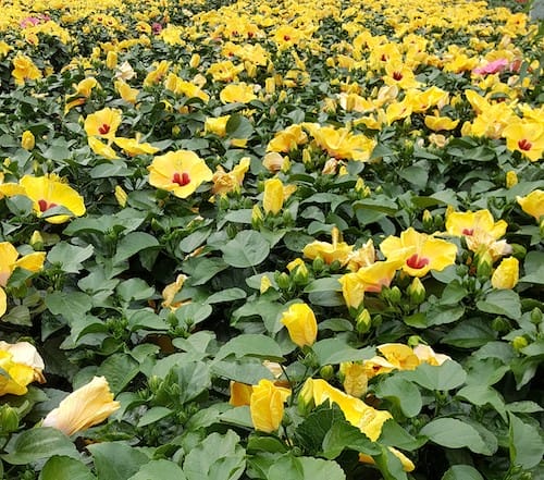 HibisQs